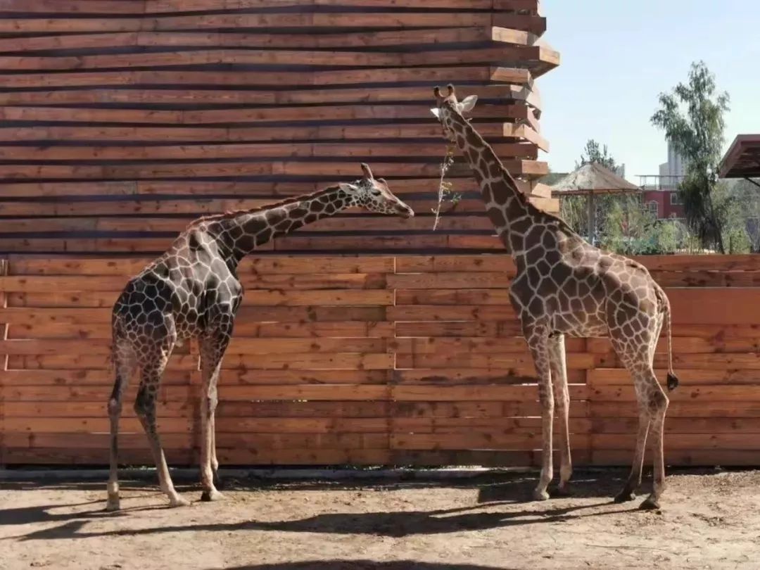 山西2020政策,今年山西人都去哪了