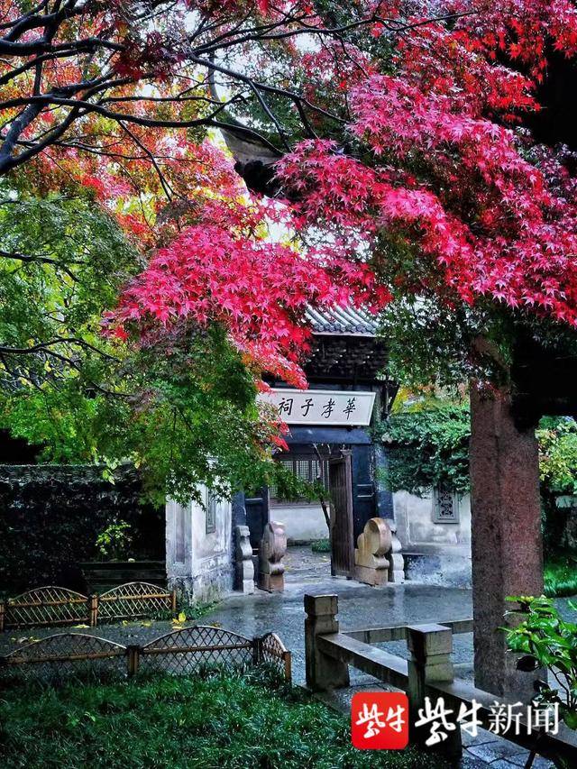 无锡惠山赏杏,红橙黄绿青蓝紫打卡