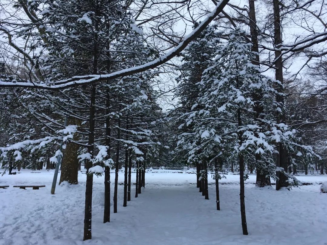 游记雪野湖作文,北海道游记