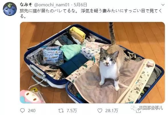 盘点喵星人的高光时刻,最好看的喵星人图片