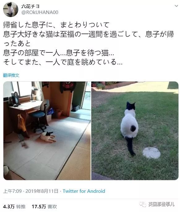 喵星人的日常图片大全,最好看的喵星人图片