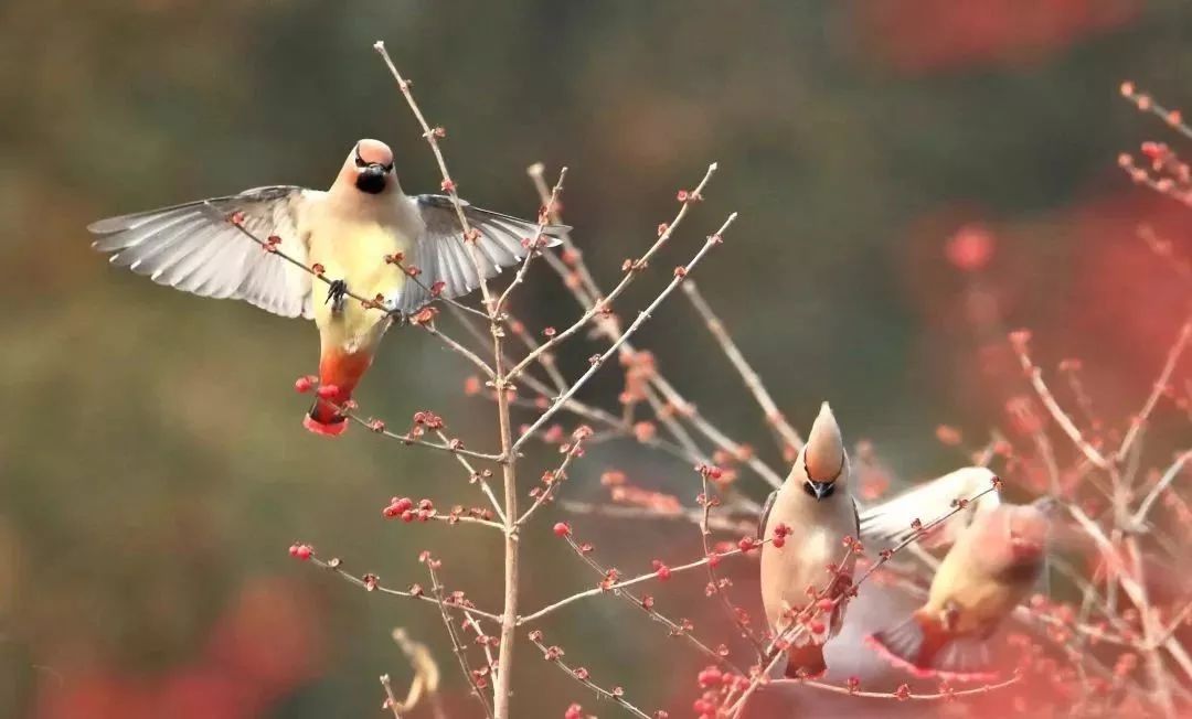瞒不住了！昌平天空划过一群“小精灵”！可爱的那种！