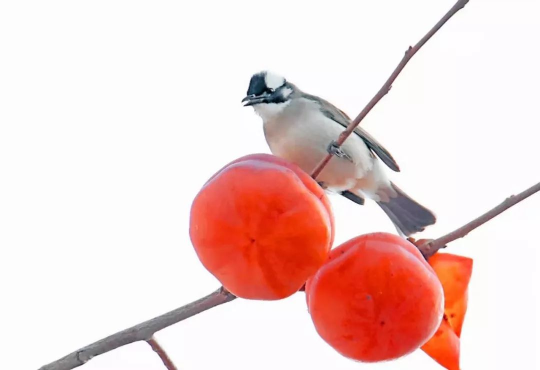 瞒不住了！昌平天空划过一群“小精灵”！可爱的那种！