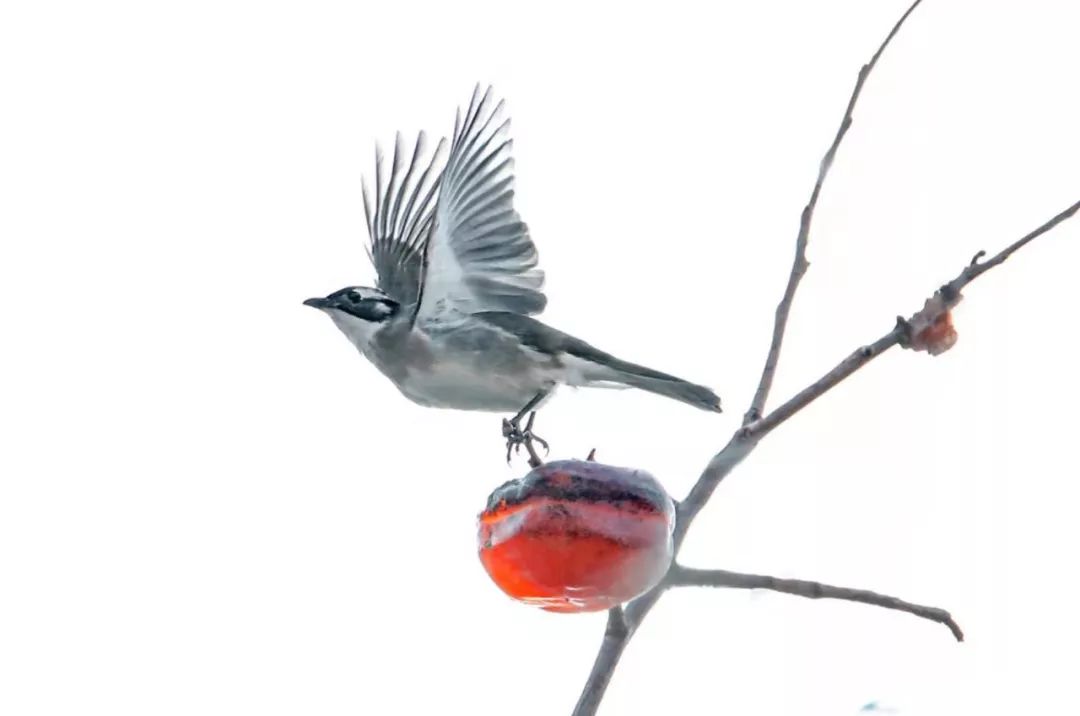 瞒不住了！昌平天空划过一群“小精灵”！可爱的那种！