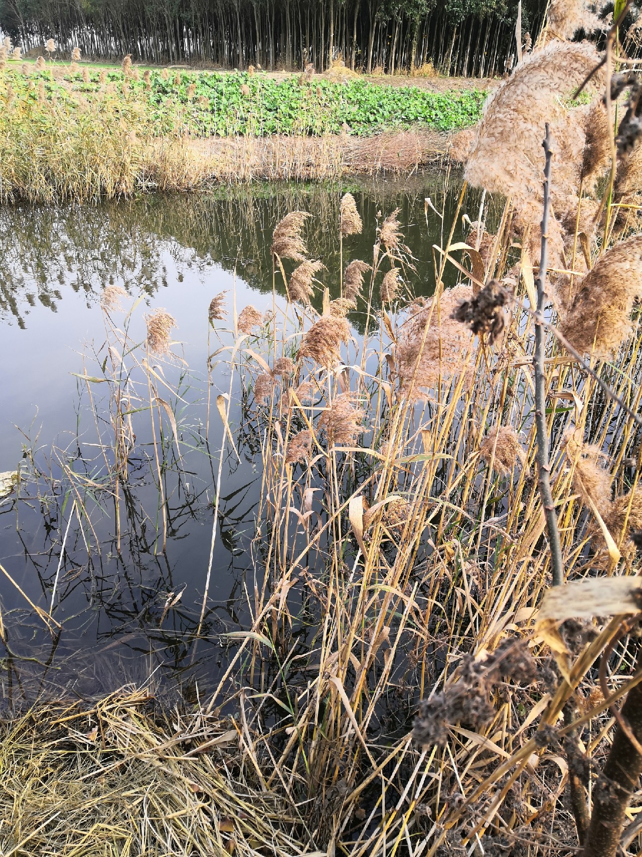 冬钓鲫鱼几号袖最合适,冬钓爆护非难事掌握技巧中鱼快