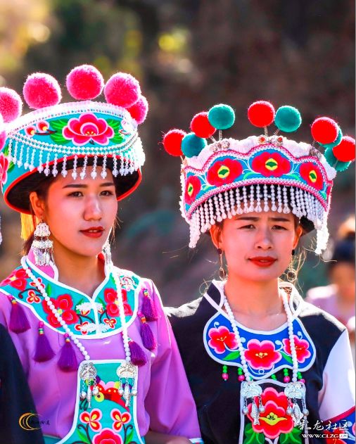 彝族漫山遍野的索玛花,索玛花盛开在高高的彝山