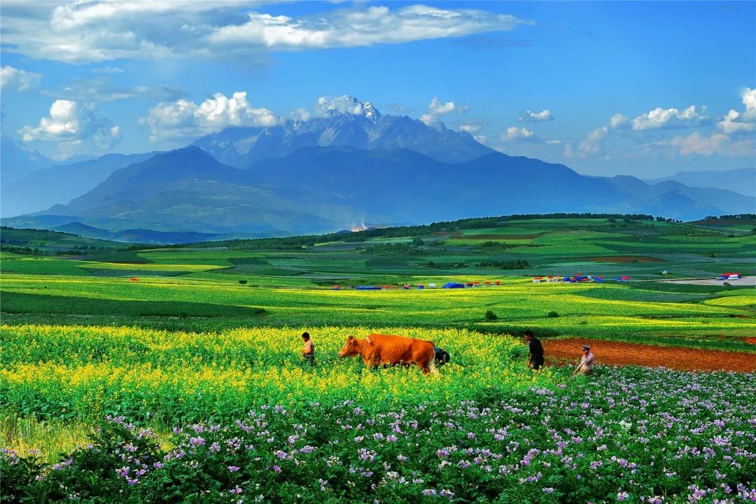 关于一张去丽江的旅游图,100张丽江照片