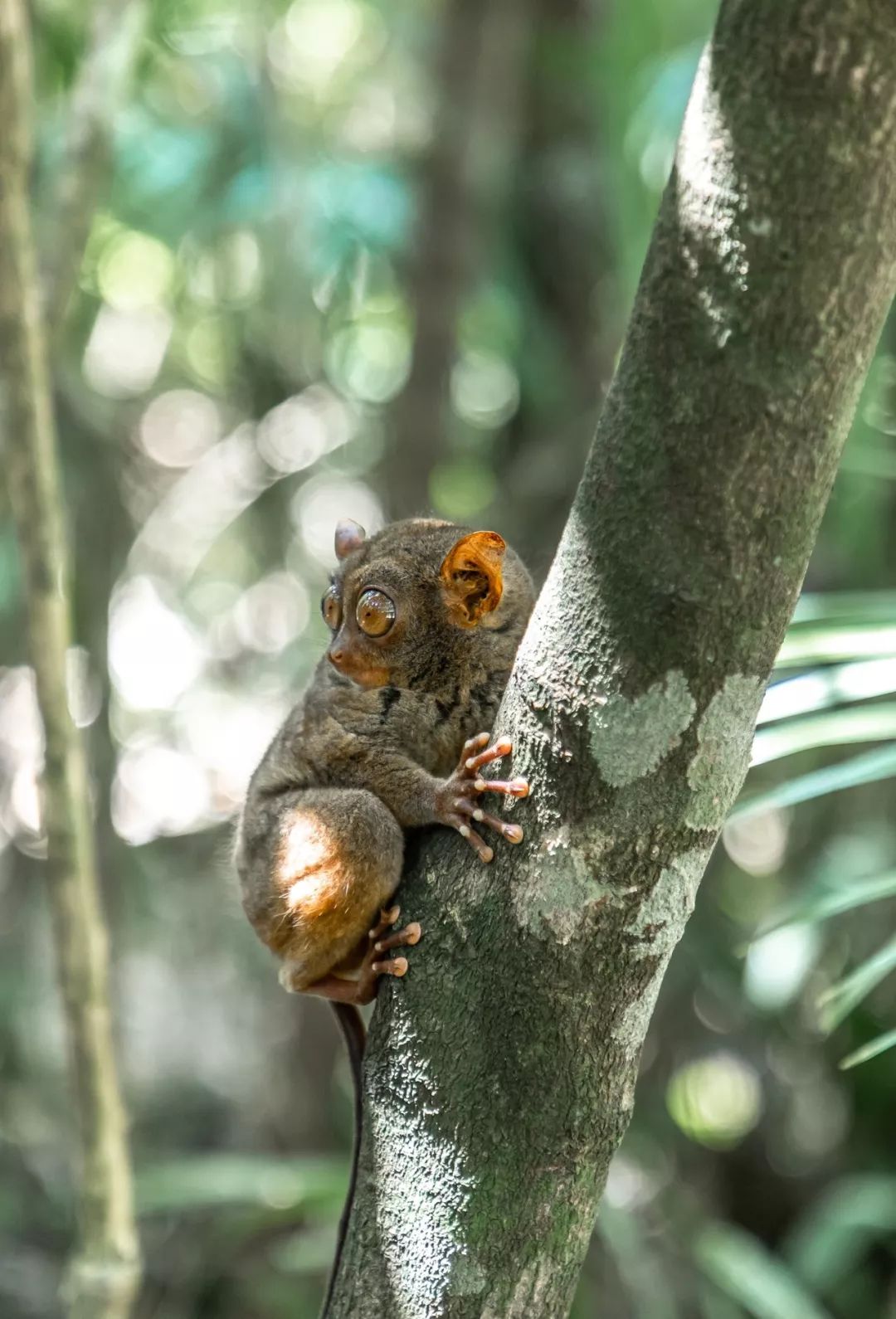 菲律宾塑料破碎,菲律宾碎尸案