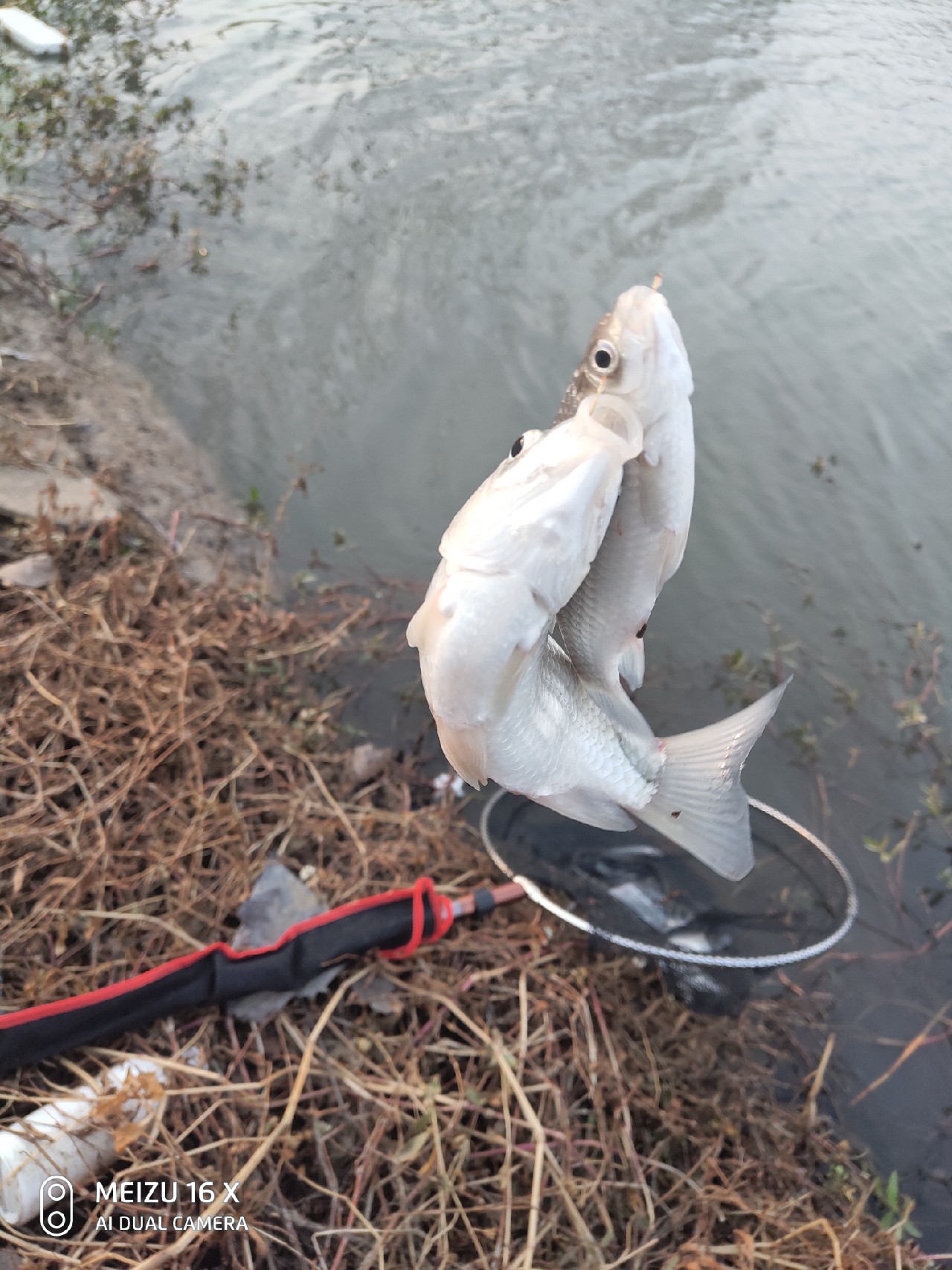 沙河钓大板鲫,沙河钓乌龟