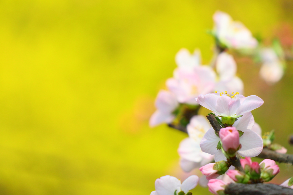 尼康佳能宾得全幅相机比拼,尼康索尼佳能50mm1.2镜头对比
