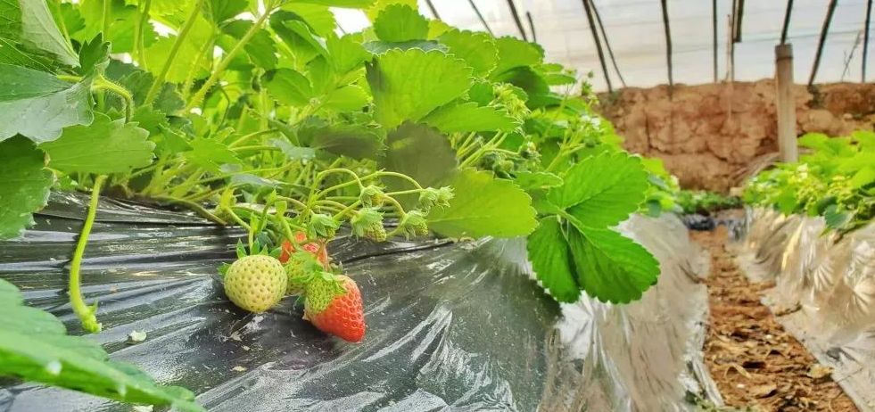 洛阳旅游年票2022花会期间能用吗,洛阳旅游年票免费漂流