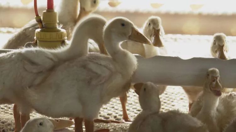 生态养鸭促振兴,发展蛋鸭产业推进乡村振兴