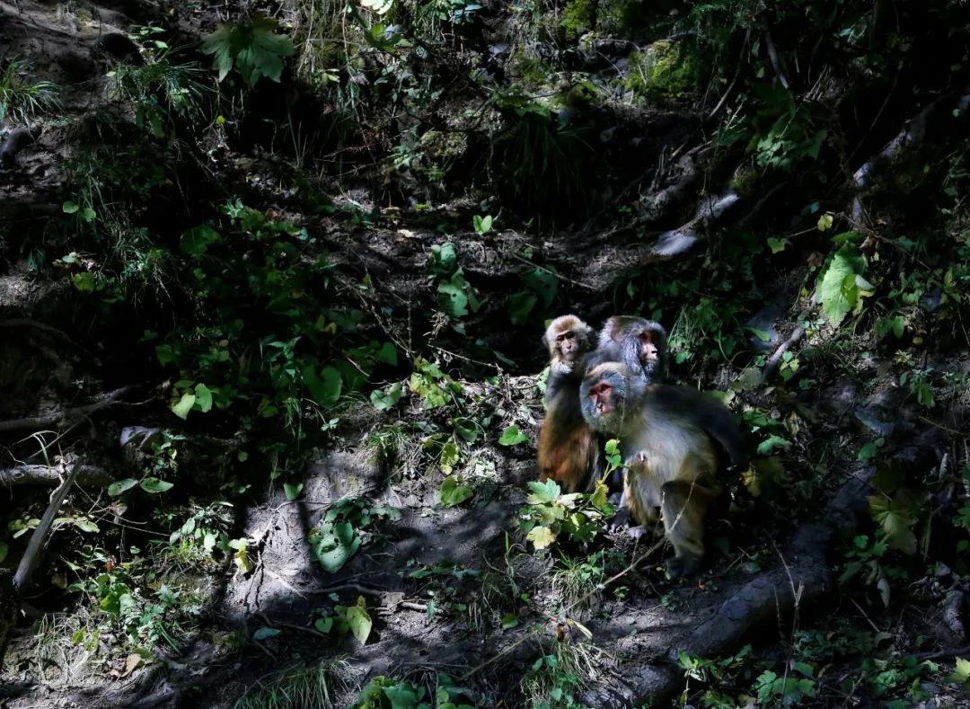 航拍阿坝农村视频,阿坝风景全景视频