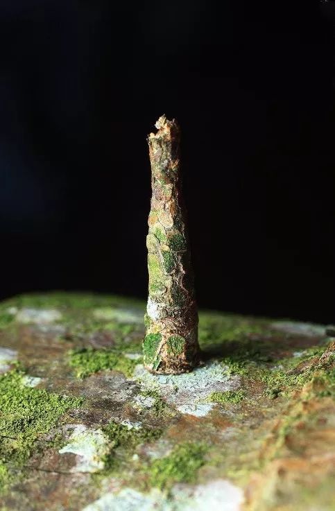 国内口碑NO.1,续订率超过90%的幼儿刊物《东方娃娃》来了!火速抢