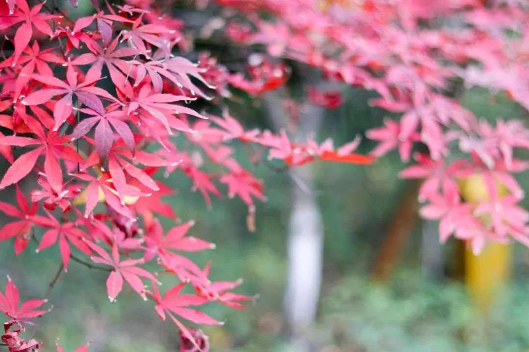 山水环抱、私汤入户|是时候造访全球首家悦榕庄温泉度假村了