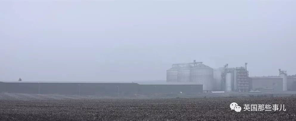 一只差点被做成皮草大衣的北极狐，如今白白胖胖过上了圣诞节