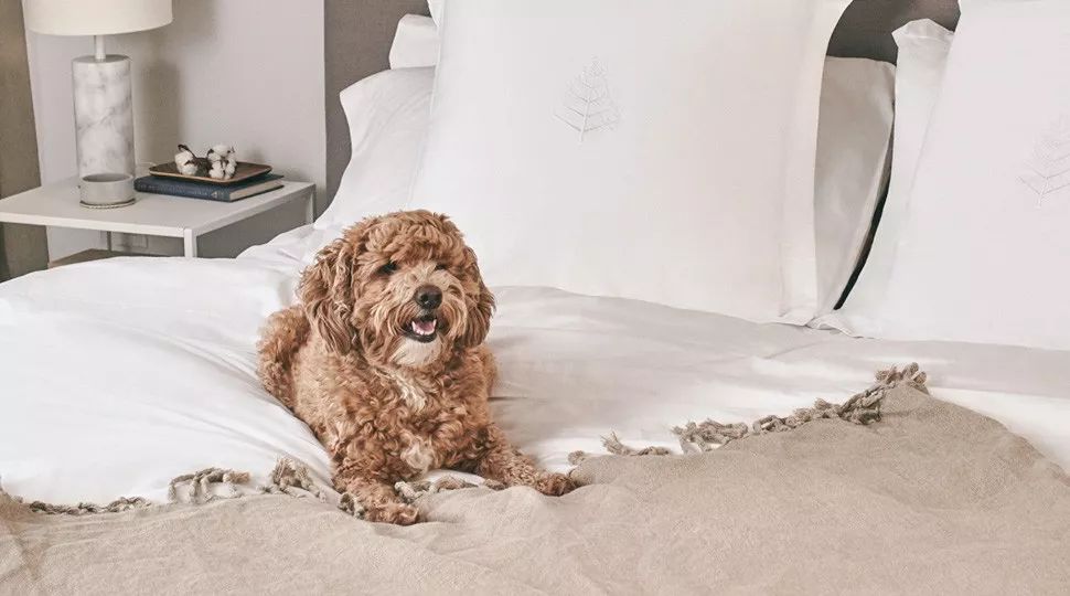 提高睡眠质量护颈椎枕头,枕头中的奢侈品