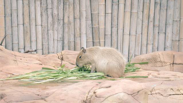 珠海长隆海洋王国海底夜宿,珠海长隆海洋王国鲸鲨馆海底区