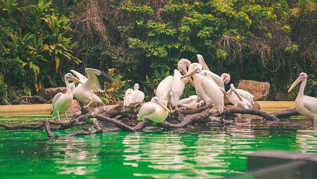 珠海长隆海洋王国海底夜宿,珠海长隆海洋王国鲸鲨馆海底区