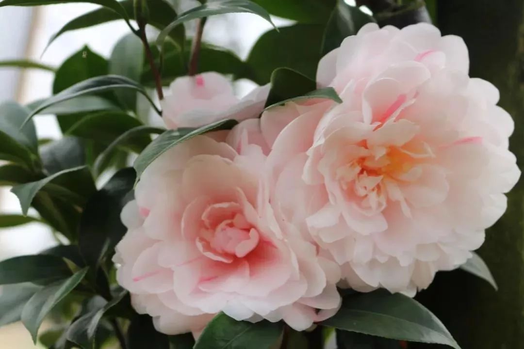 柳城周边游玩景点推荐,柳北旅游推荐