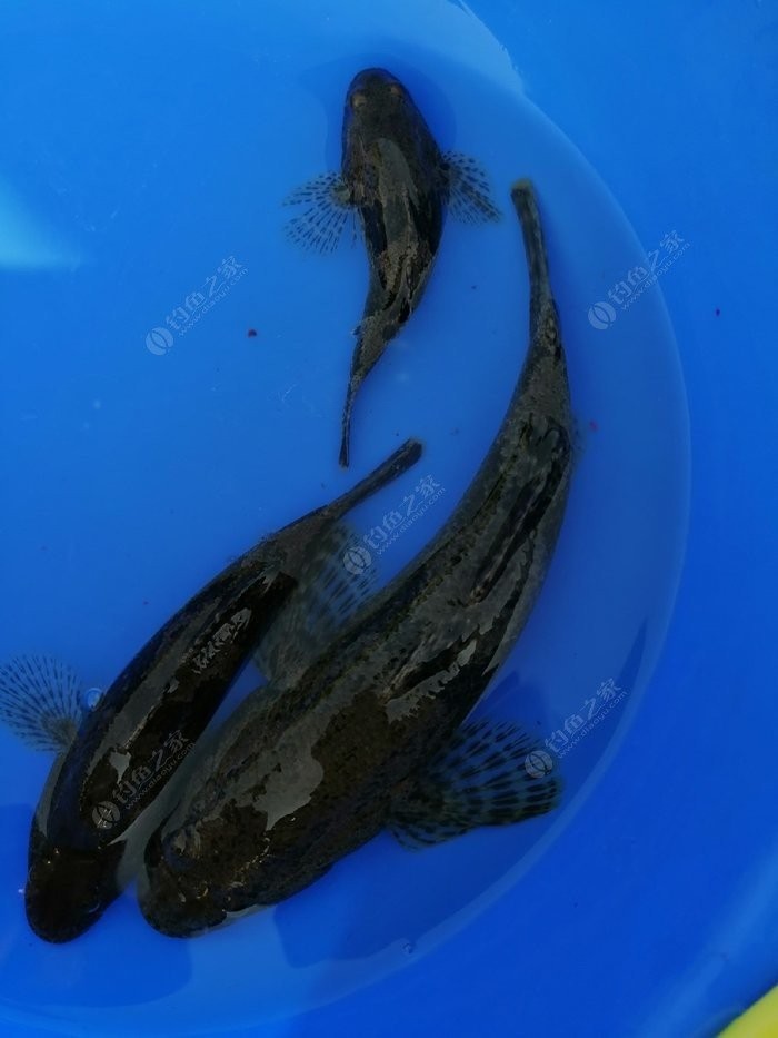 野钓小鱼闹窝怎么办用几号钩,野钓小鱼闹窝怎么解决