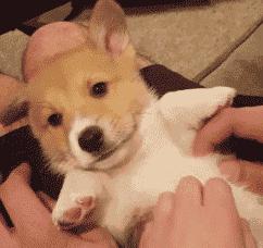 狗狗太活泼有多动症怎么办,狗狗有这些迹象说明狗狗是天才