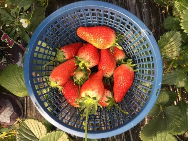 最便宜的草莓采摘方法,草莓采摘攻略怎样摘下来