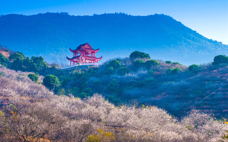 诏安红星青梅节,诏安红星梅园元旦