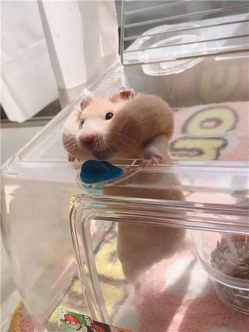 日推网友鼠年仓鼠腮帮子大赛，满屏圆滚滚毛茸茸敲可爱