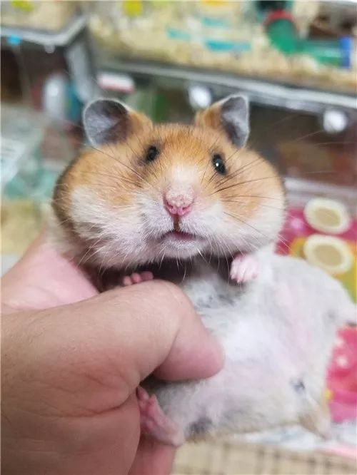 日推网友鼠年仓鼠腮帮子大赛，满屏圆滚滚毛茸茸敲可爱