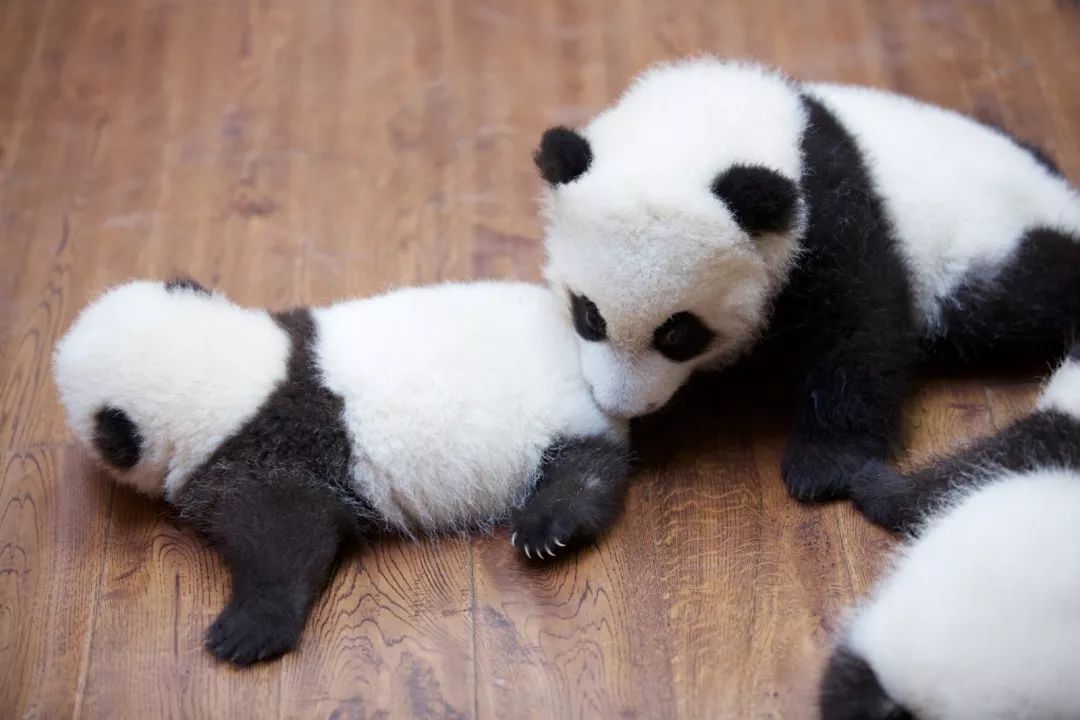 TheStoryoftheBlackWhite“LivingFossil”︱一只黑白“活化石”的前世今生