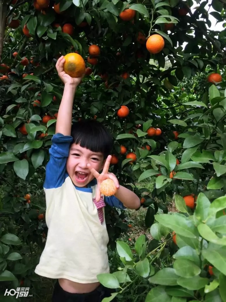 四会仓丰沙糖桔批发价格,四会哪里的沙糖桔比较好