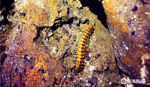 猪拱嘴鱼、长角蟋蟀、金色蜈蚣……贵州一溶洞发现多种不明生物