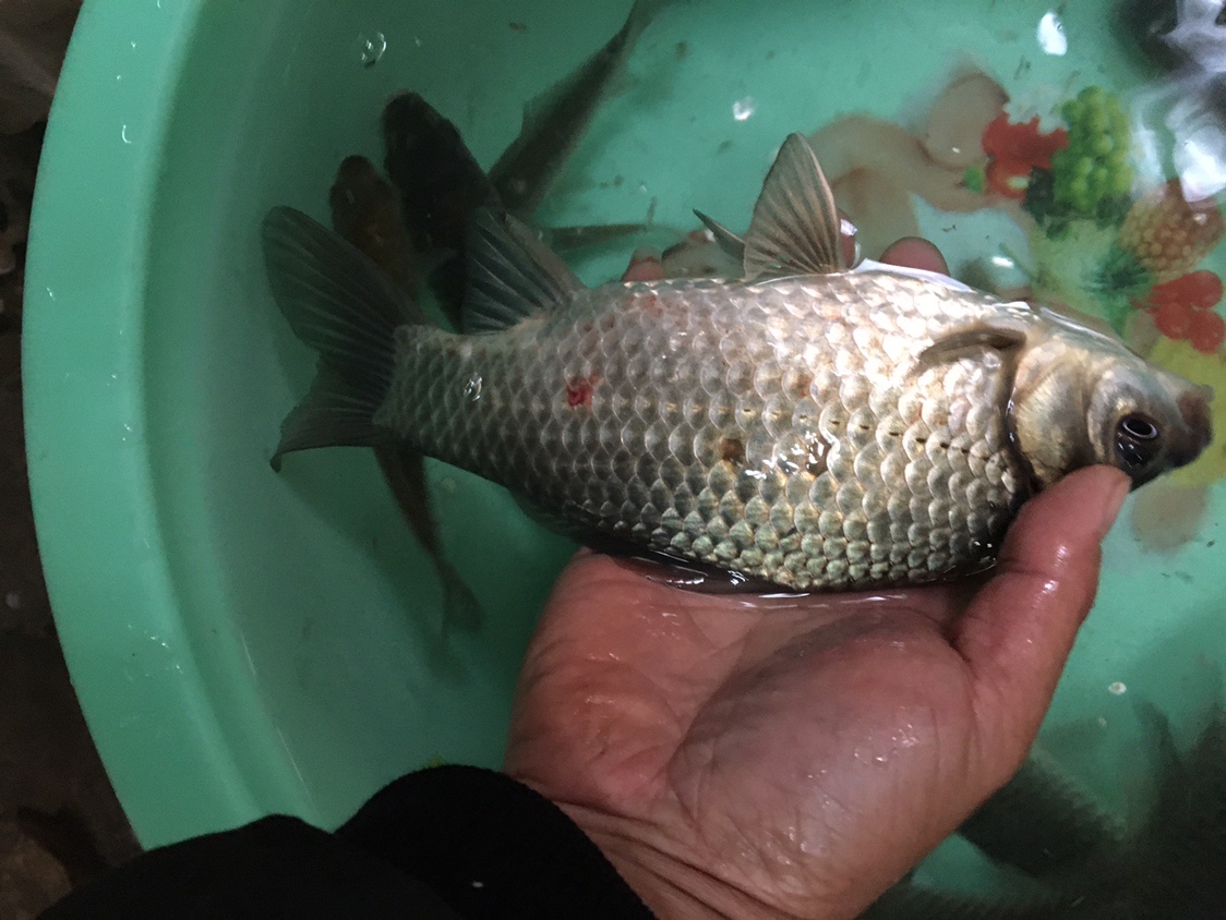 夏季小杂鱼闹窝怎么钓大板鲫,冬钓大板鲫如何避开小鱼