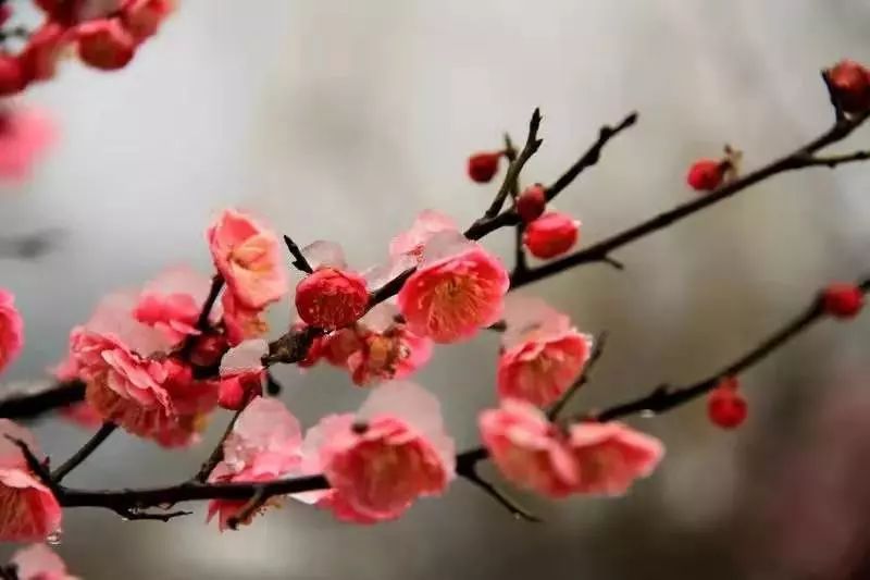 ¥499/2晚--春节不加价！游西湖赏雪踏梅！住洲际旗下高品质酒店，包双人自助早餐