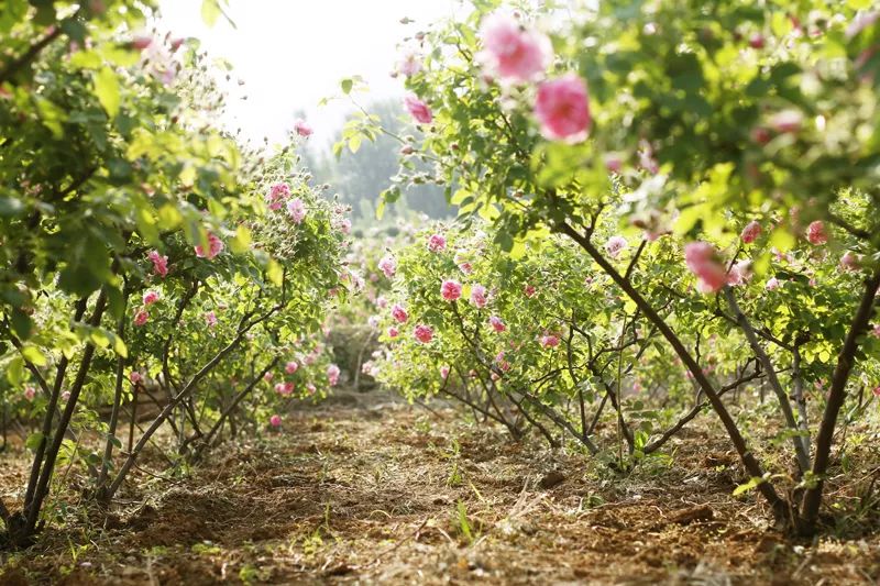 冰与火之歌绿色火焰,冰与火之歌冬境守护