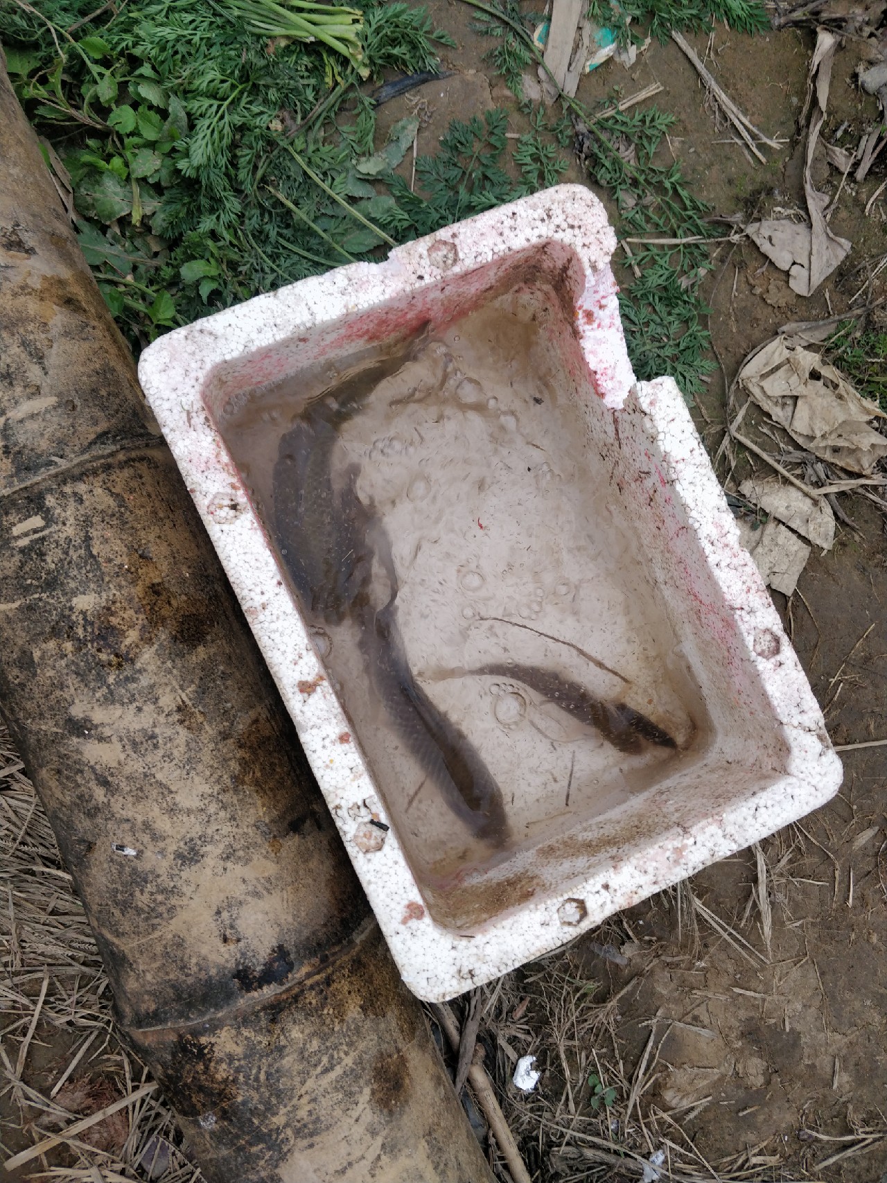 原来钓鲫鱼的诀窍在这里,春钓鲫鱼用什么饵料最好