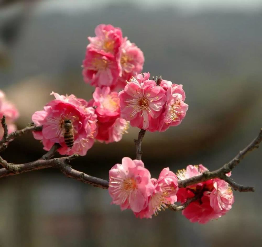 怎么养寒香梅,寒梅的养殖方法