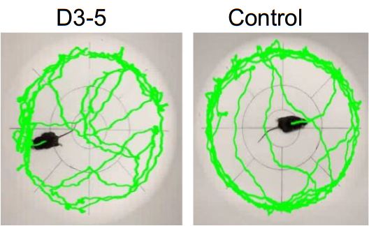 这种益生菌「涮熟」吃或抗衰老！科学家首次发现死亡益生菌的细胞壁成分会改善小鼠代谢，增强认知，还抵抗衰老丨科学大发现