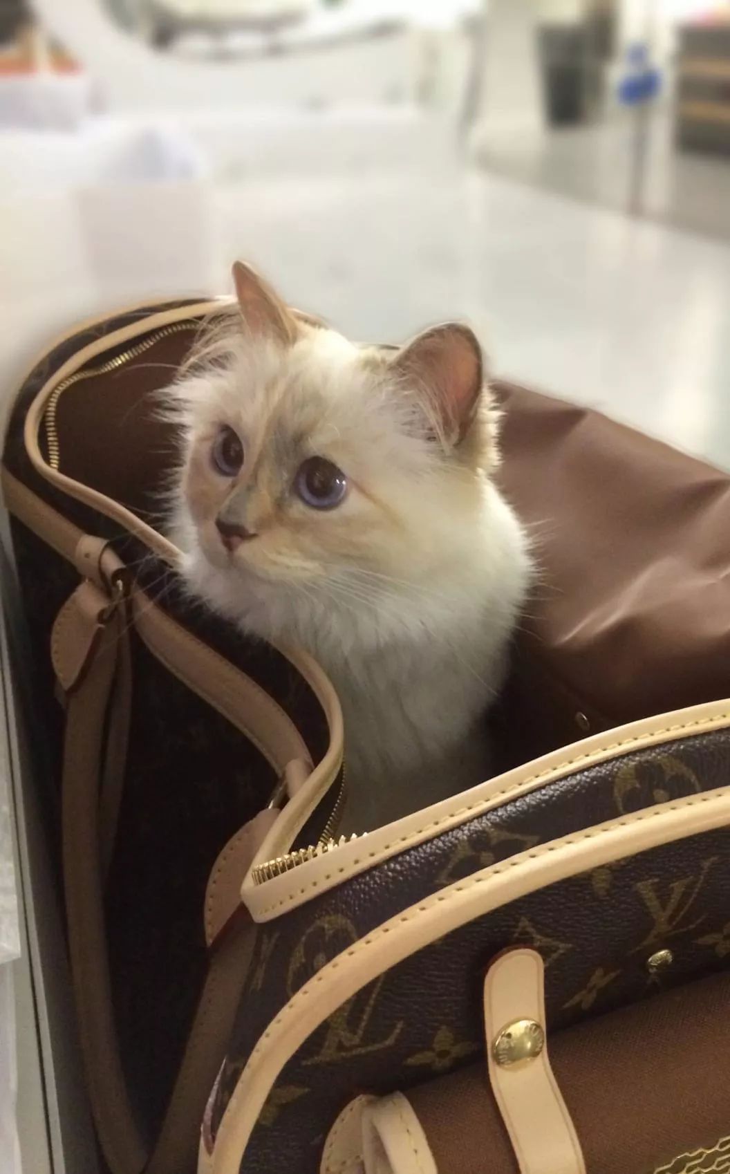 继承老佛爷遗产的猫怎么样了,老佛爷的猫咪现在怎么样了