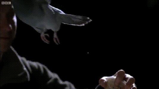 介绍第一视角蝙蝠,认识蝙蝠