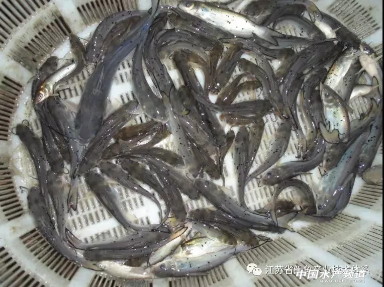 斑点叉尾鮰鱼种春季放养技术要点,斑点叉尾鮰高密度养殖技术视频