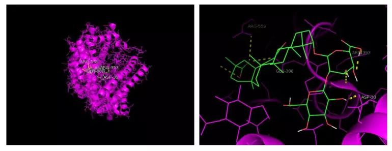 「研究」斯坦福大学和香港大*联学**合发文：甘草酸可能作为COVID-19潜在*制剂抑**