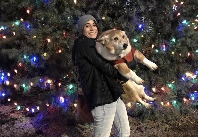 别人家的柯基vs自家的柯基,柯基加松狮是什么样的狗