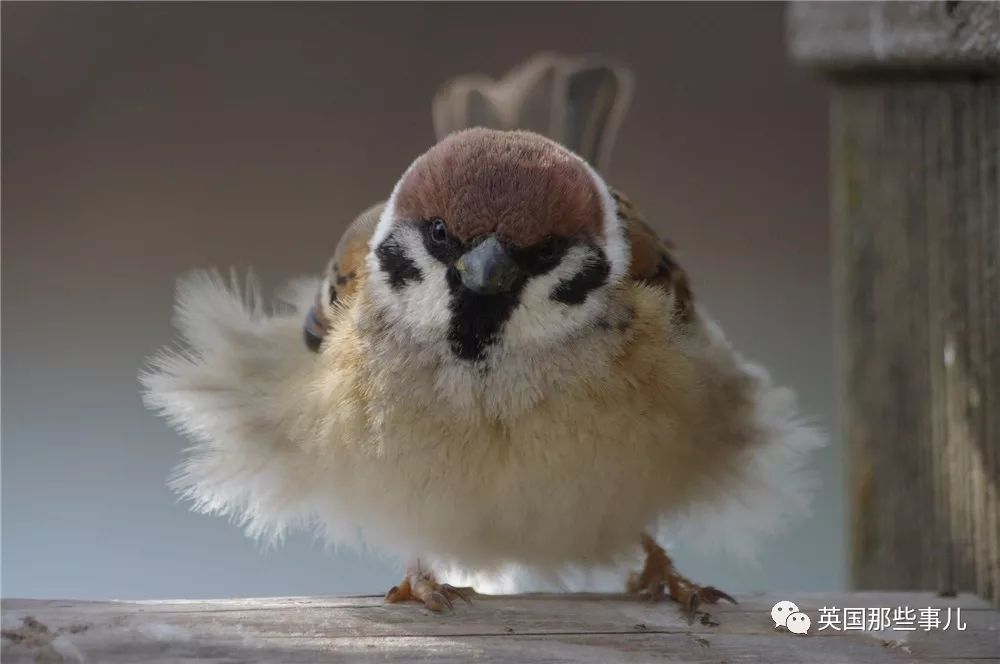同样是冬天胖成球，凭什么鸟球就这么可爱