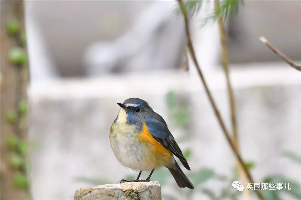 同样是冬天胖成球，凭什么鸟球就这么可爱