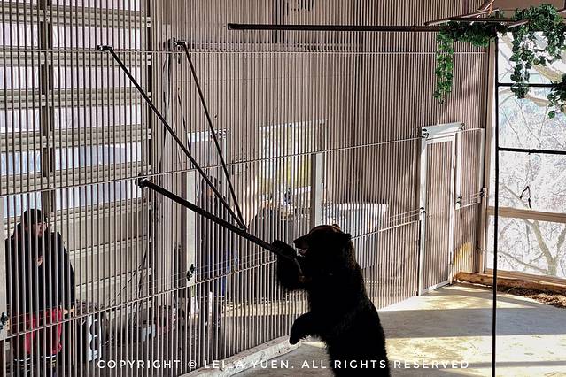 现在去日本买口罩,去日本买口罩日购