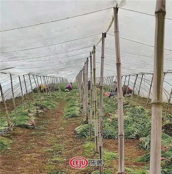 战“疫”有爱！忆通置业联手明迅传媒免费派送千斤菜