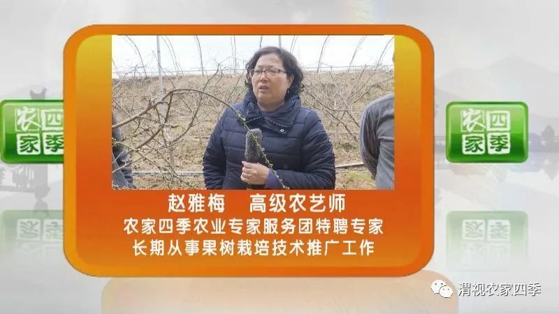 引起桃流胶病的原因是什么,桃子流胶病用什么药治