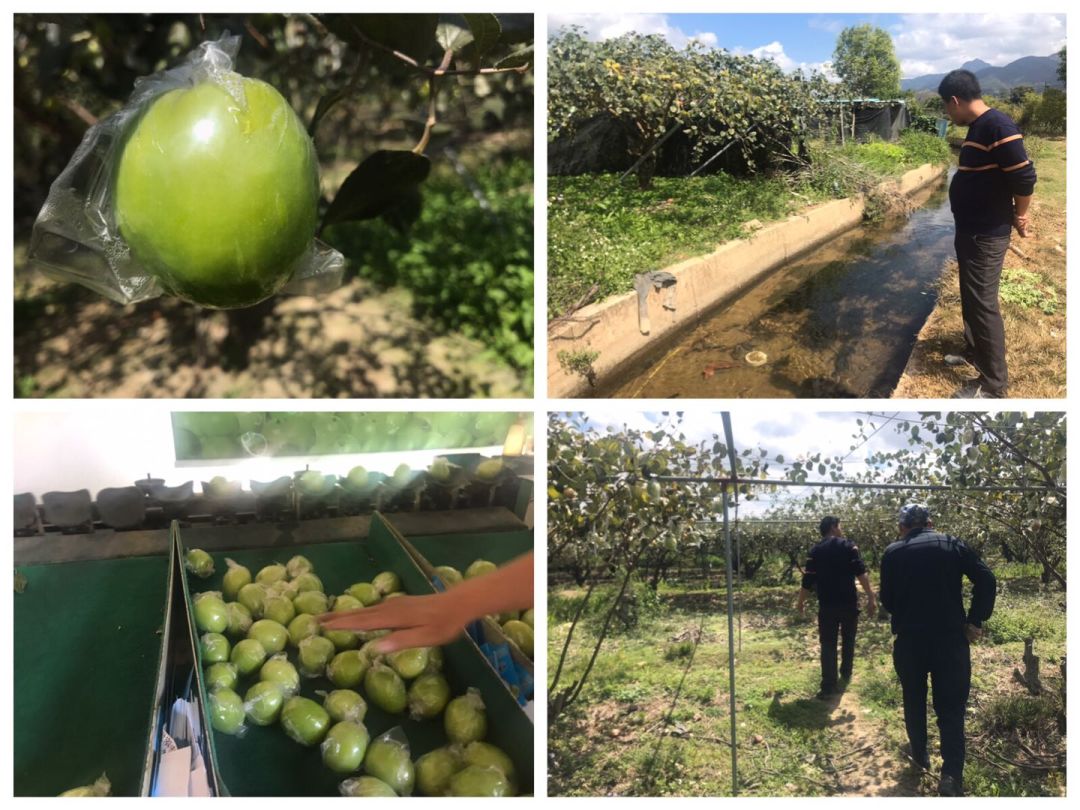 惠民社工助力蔬菜大棚销售,果农滞销爱心助农